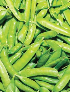 Garden Pea/Sitsaro