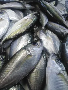 Big-eye  Scad (Matangbaka/Tamarong)