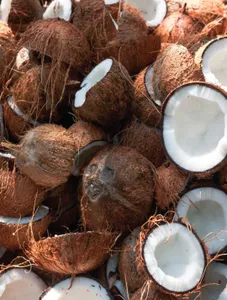 Coconut/Lubi