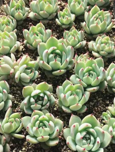 Echeveria Beatrice