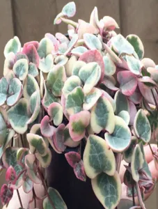 String of Heart