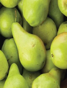 Pears