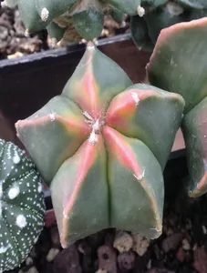 Grafted Myrio