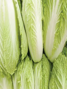 Cabbage (Chinese)