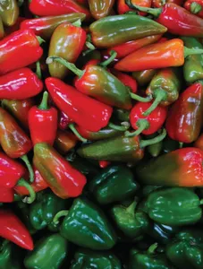 Bell Pepper/Atsal