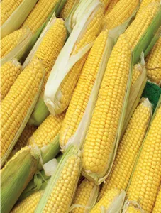 Corn/Mais