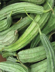 Silk Squash/Patola