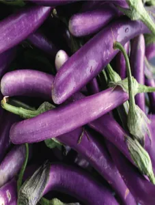 Eggplant