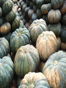 Squash/Kalabasa