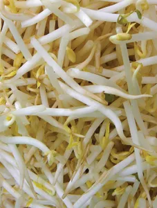 Bean Sprouts