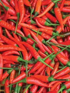 Chili/Sili