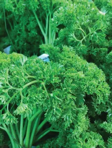 Parsley