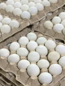 Egg (Chicken) Tray