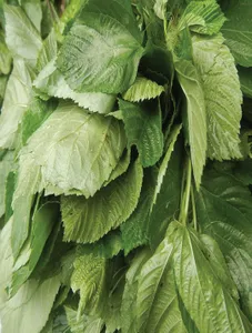 Jute Leaves/Saloyot