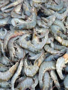 Greasyback Shrimp (Pasayan/Suehe)