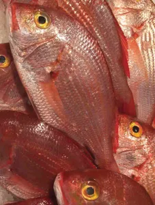 Russel Snapper (Maya-Maya)