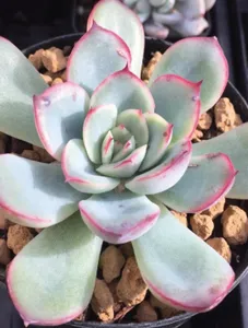 Hara Succulent
