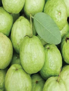 Guava