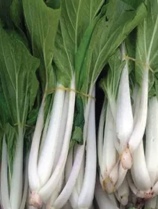 Snow Cabbage/Pechay