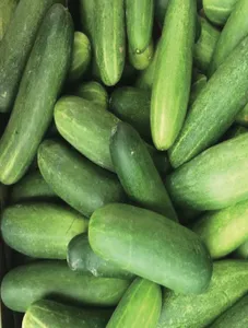 Cucumber