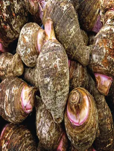 Taro/Gabi