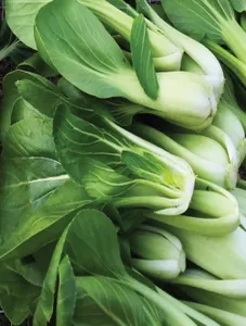 Chinese Cabbage/Bok Choy