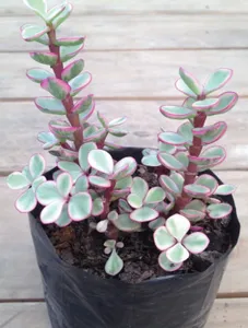 Jadelet Pink