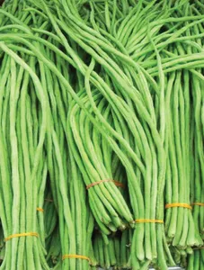 String Beans/Batong