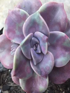 Purple Delight