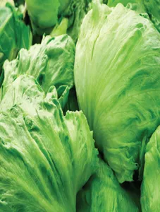 Lettuce