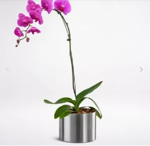Indoor Plants