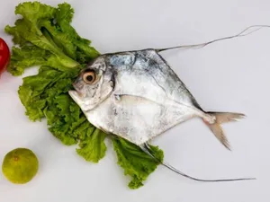 Silver Trevally / Kannadi  Vatta-1kg