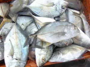 Vatta -1kg