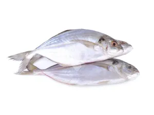 Vatta  /Bluefin trevally- 500gm