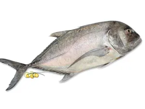 Manja Para -1kg