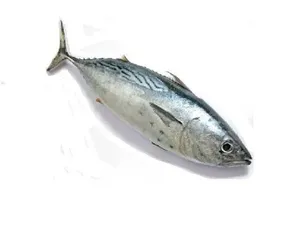 Modha-1kg