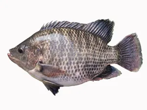 Silopi -1kg